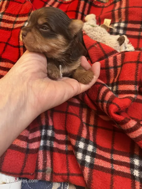 AKC Stitch Chocolate , a male Yorkshire Terrier for sale in North Judson, IN – Photo 1 of 4