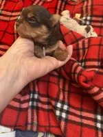 AKC Stitch Chocolate , a male Yorkshire Terrier for sale in North Judson, IN – Photo 1 of 4