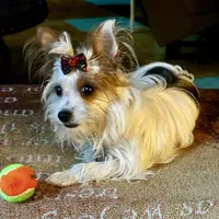 AKC Stitch Chocolate , a male Yorkshire Terrier for sale in North Judson, IN – Photo 4 of 4