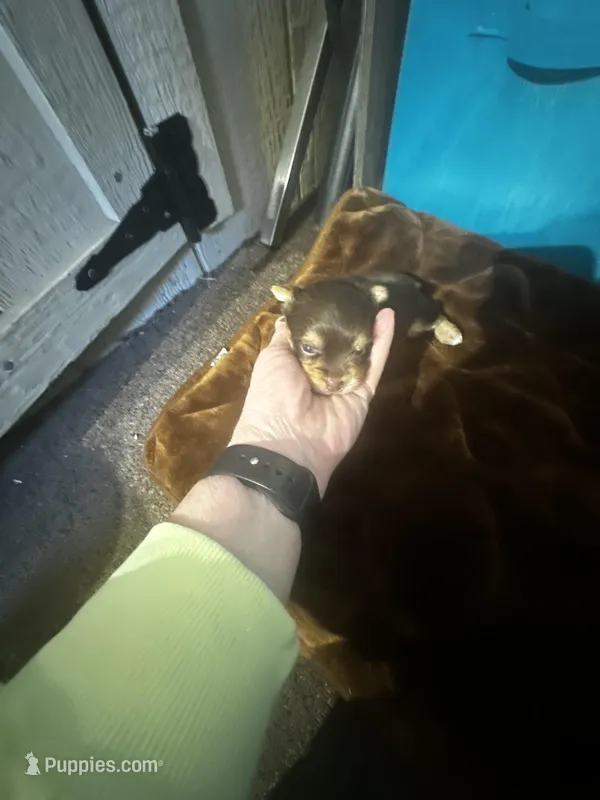 AKC Stitch Chocolate 