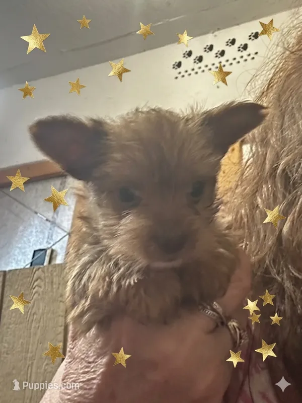 AKC choc gold dust Chewbacca – Yorkshire Terrier puppy for sale in North Judson, IN