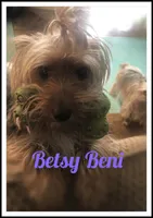 AKC Peppy, a male Yorkshire Terrier for sale in North Judson, IN – 6 of 9