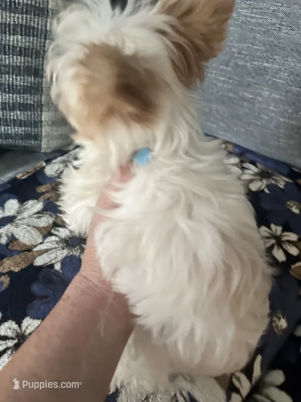 AKC Harlow – Yorkshire Terrier puppy for sale in North Judson, IN