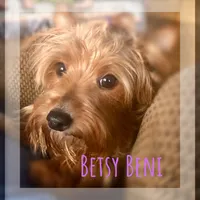 AKC Mochi, a female Yorkshire Terrier for sale in North Judson, IN – Photo 6 of 6