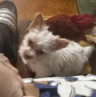 AKC Mochi, a female Yorkshire Terrier for sale in North Judson, IN – Photo 4 of 7