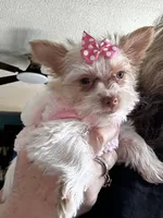 AKC Mochi, a female Yorkshire Terrier for sale in North Judson, IN – Photo 3 of 7