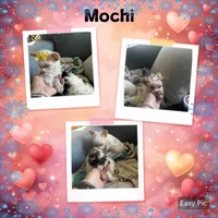 AKC Mochi, a female Yorkshire Terrier for sale in North Judson, IN – Photo 5 of 7