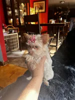 AKC Mochi, a female Yorkshire Terrier for sale in North Judson, IN – Photo 1 of 7