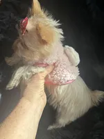 AKC Mochi, a female Yorkshire Terrier for sale in North Judson, IN – Photo 2 of 7