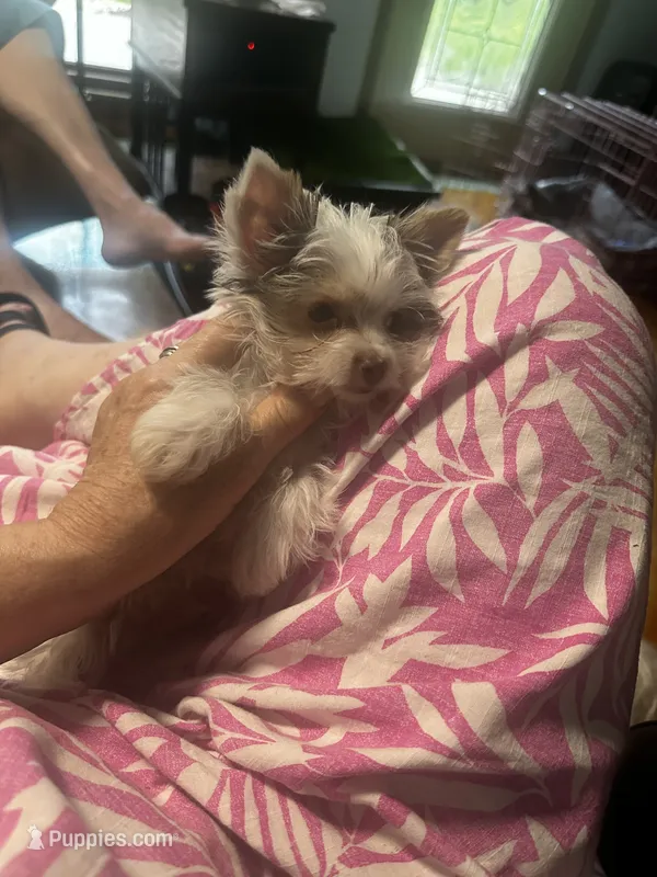 AKC Woody – Yorkshire Terrier puppy for sale in North Judson, IN