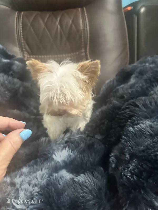AKC Harlow – Yorkshire Terrier puppy for sale in North Judson, IN