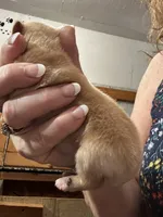 AKC Calvin Gold dust, a male Yorkshire Terrier for sale in North Judson, IN – 3 of 5