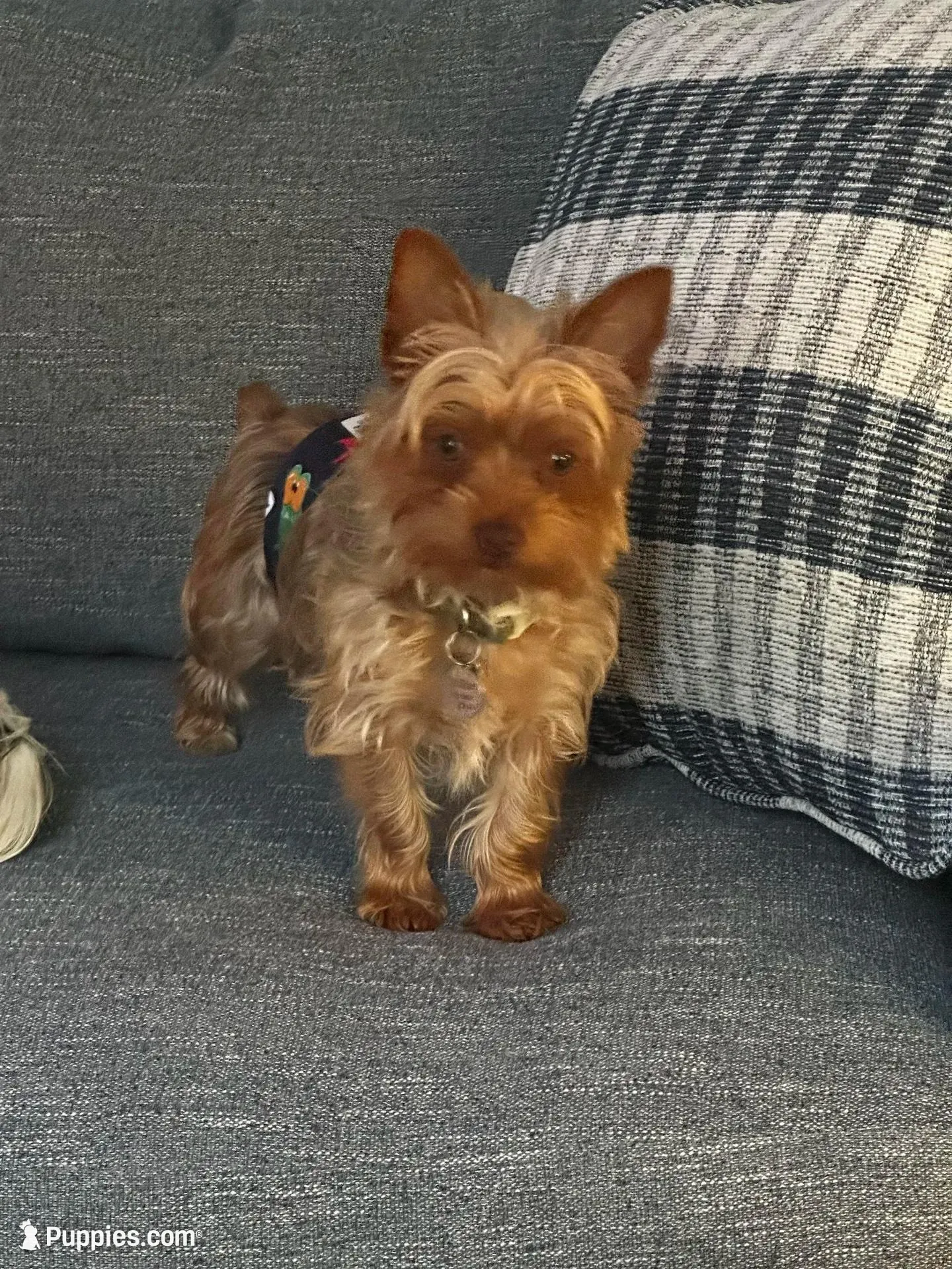 AKC platinum Savvy, a female Yorkshire Terrier for sale in North Judson, IN – 9 of 10