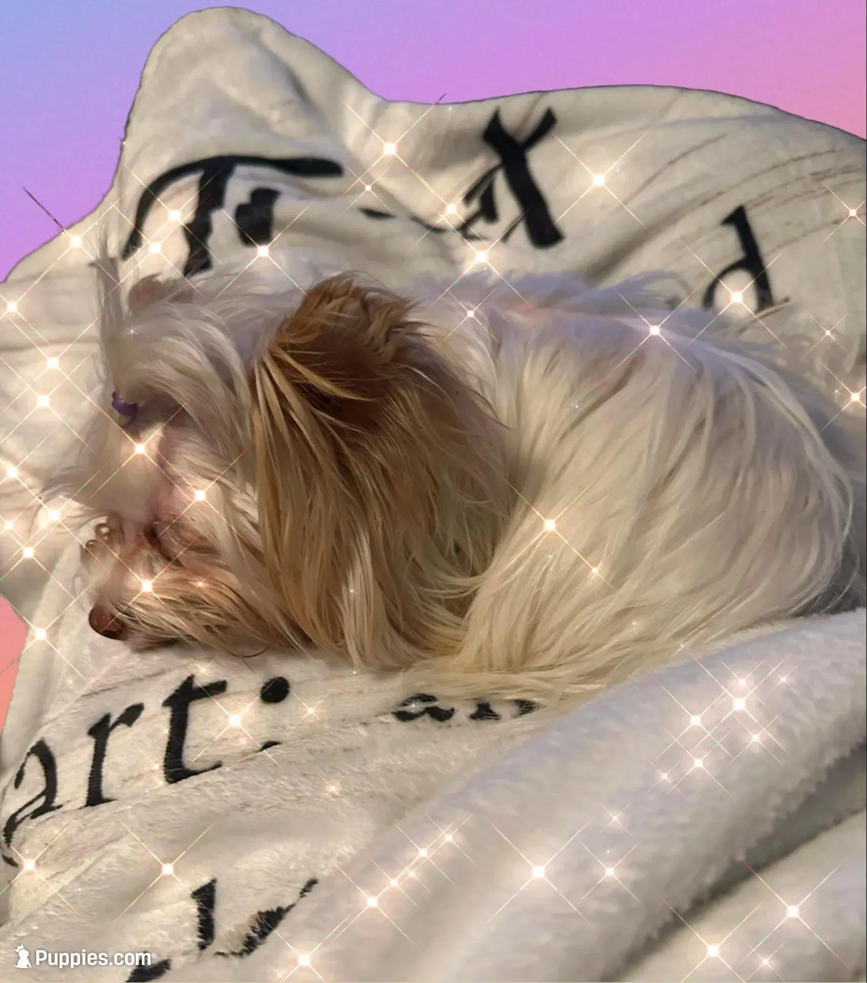 AKC platinum Savvy, a female Yorkshire Terrier for sale in North Judson, IN – 10 of 10