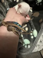 AKC platinum Savvy, a female Yorkshire Terrier for sale in North Judson, IN – 5 of 10
