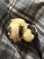 AKC Mandy, a female Yorkshire Terrier for sale in North Judson, IN – 4 of 6