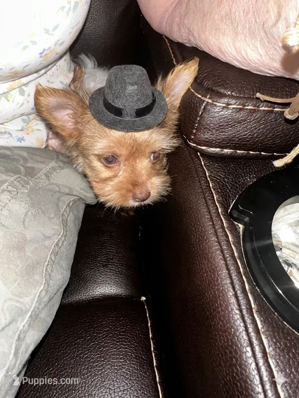 AKC Chewbacca chocolate gold dust – Yorkshire Terrier puppy for sale in North Judson, IN