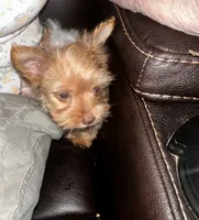 AKC Chewbacca chocolate gold dust, a male Yorkshire Terrier for sale in North Judson, IN – 2 of 6