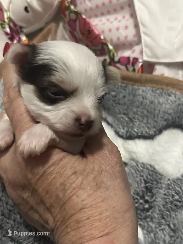 AKC Woody – Yorkshire Terrier puppy for sale in North Judson, IN