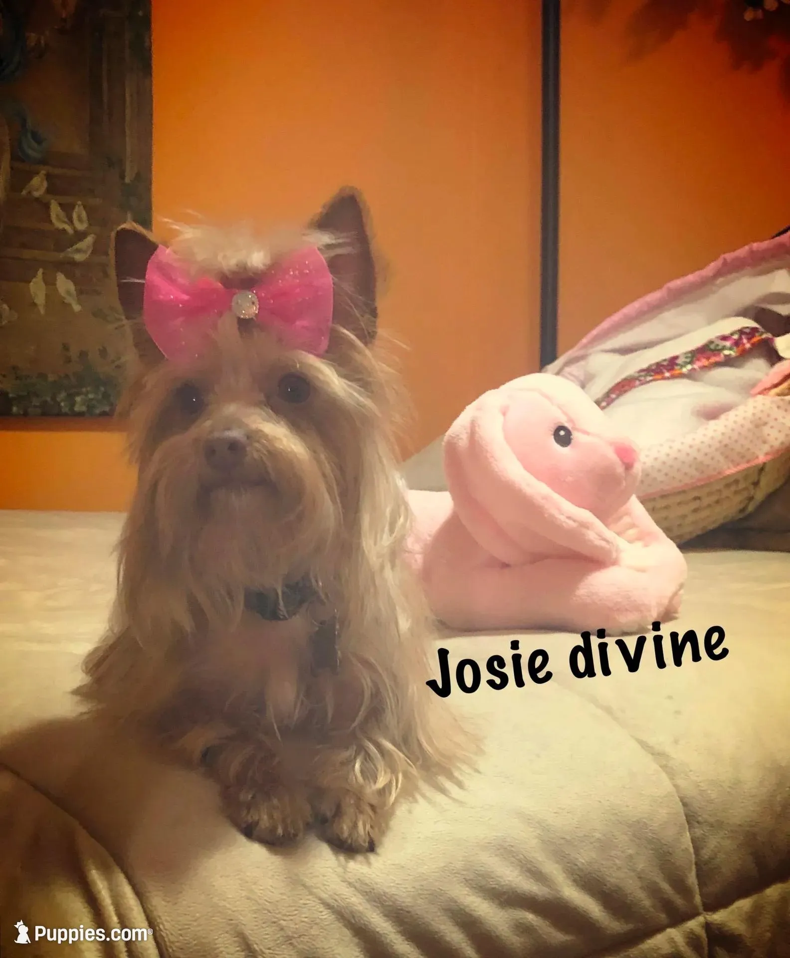 AKC choc parti Smooches , a female Yorkshire Terrier for sale in North Judson, IN – Photo 5 of 5