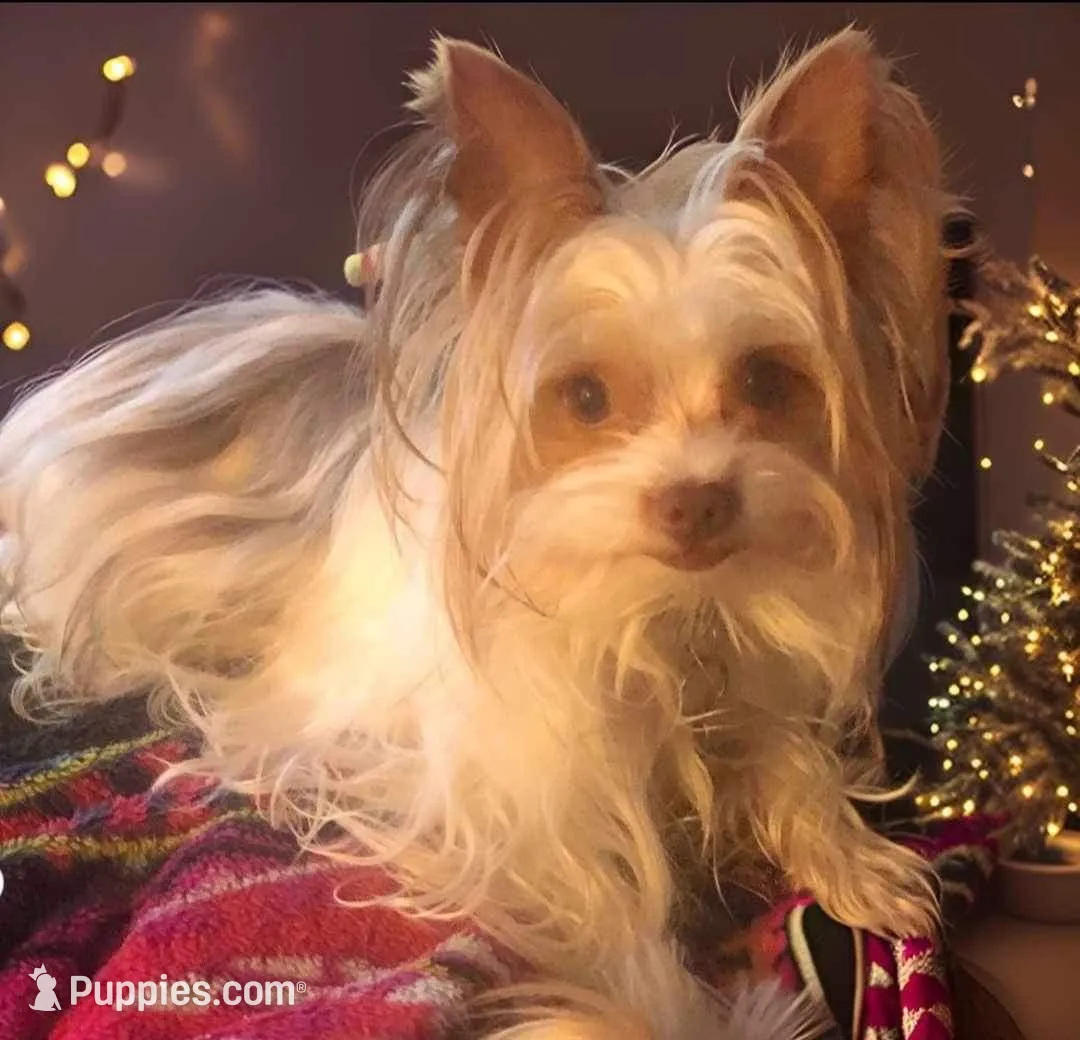 AKC choc parti Smooches , a female Yorkshire Terrier for sale in North Judson, IN – Photo 4 of 5