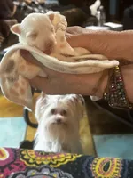 AKC platinum Savvy, a female Yorkshire Terrier for sale in North Judson, IN – 3 of 10
