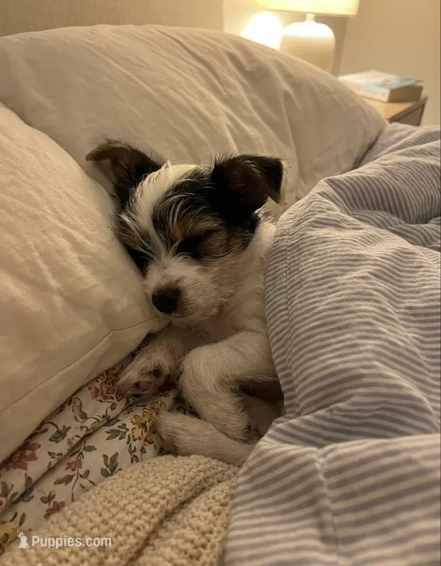 AKC Peppy – Yorkshire Terrier puppy for sale in North Judson, IN