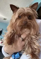 AKC Chewbacca chocolate gold dust, a male Yorkshire Terrier for sale in North Judson, IN – 6 of 6