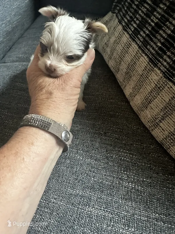 AKC Woody – Yorkshire Terrier puppy for sale in North Judson, IN