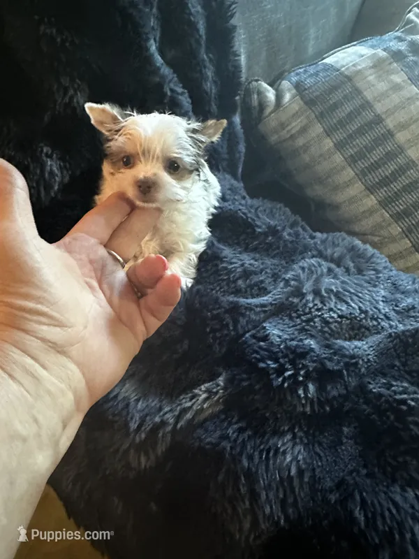 AKC Woody – Yorkshire Terrier puppy for sale in North Judson, IN