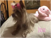 AKC Harlow, a male Yorkshire Terrier for sale in North Judson, IN – 8 of 8