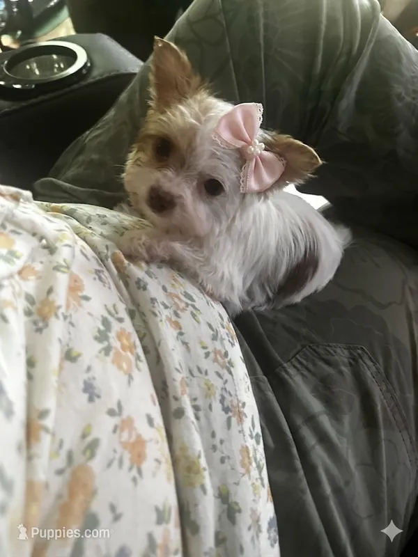 AKC choc parti Smooches  – Yorkshire Terrier puppy for sale in North Judson, IN