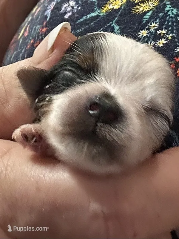 AKC Mandy – Yorkshire Terrier puppy for sale in North Judson, IN