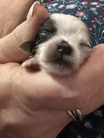 AKC Mandy, a female Yorkshire Terrier for sale in North Judson, IN – 2 of 6