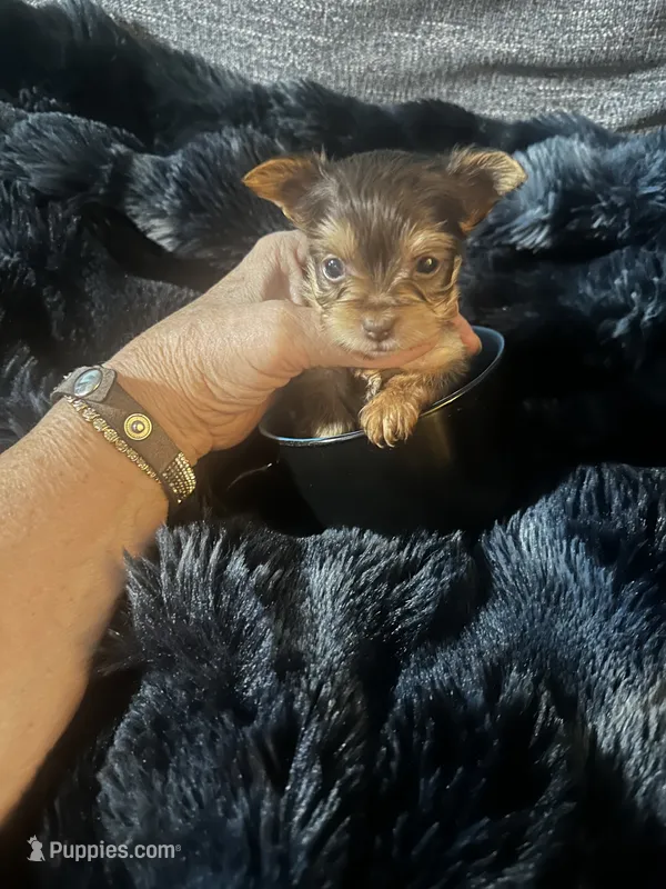 AKC Dark Chocolate Tobias – Yorkshire Terrier puppy for sale in North Judson, IN