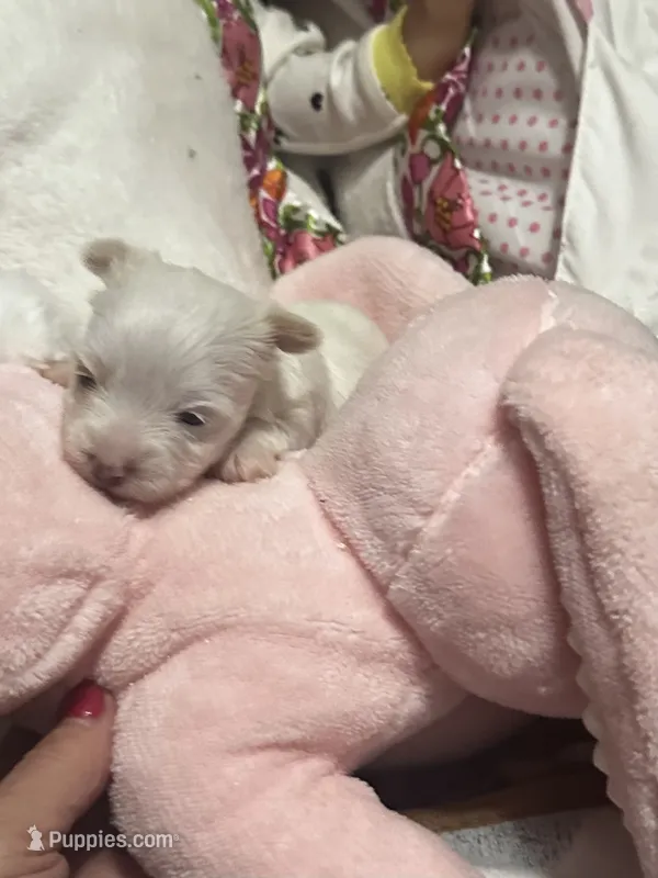 AKC platinum Savvy – Yorkshire Terrier puppy for sale in North Judson, IN