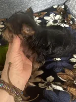 AKC Leo, a male Yorkshire Terrier for sale in North Judson, IN – Photo 3 of 9