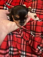 AKC Leo, a male Yorkshire Terrier for sale in North Judson, IN – Photo 2 of 4