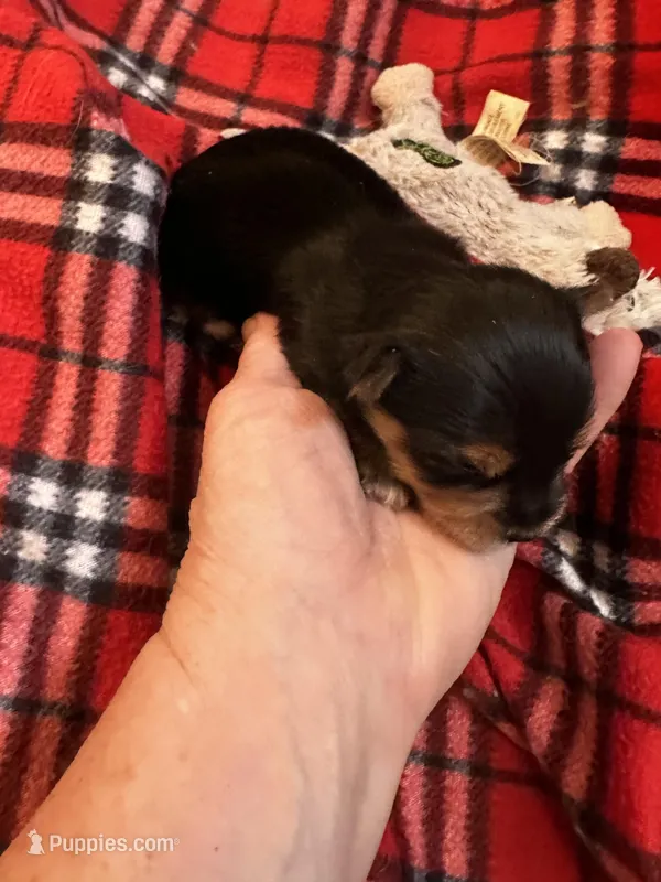 AKC Leo, a male Yorkshire Terrier for sale in North Judson, IN – Photo 1 of 4