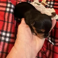 AKC Leo, a male Yorkshire Terrier for sale in North Judson, IN – Photo 5 of 9