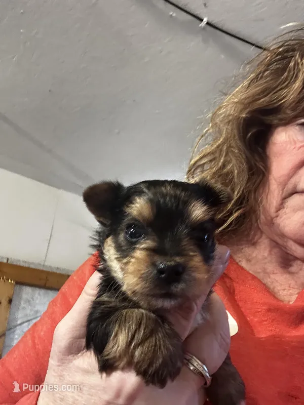 AKC Leo – Yorkshire Terrier puppy for sale in North Judson, IN