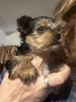 AKC Leo, a male Yorkshire Terrier for sale in North Judson, IN – Photo 6 of 9