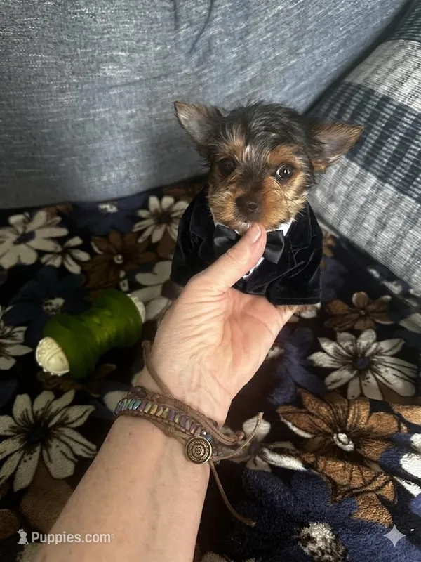 AKC Leo – Yorkshire Terrier puppy for sale in North Judson, IN