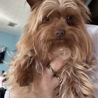 AKC Leo, a male Yorkshire Terrier for sale in North Judson, IN – Photo 8 of 9