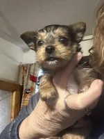 AKC Leo, a male Yorkshire Terrier for sale in North Judson, IN – Photo 7 of 9