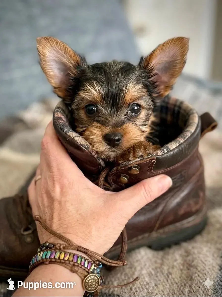 AKC Leo – Yorkshire Terrier puppy for sale in North Judson, IN