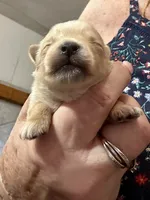 AKC Calvin Gold dust, a male Yorkshire Terrier for sale in North Judson, IN – 1 of 5