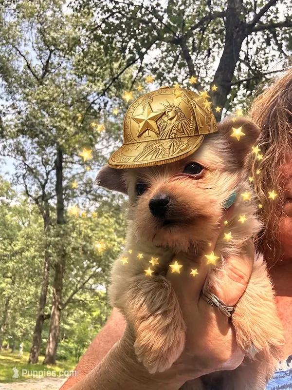 AKC Calvin Gold dust – Yorkshire Terrier puppy for sale in North Judson, IN