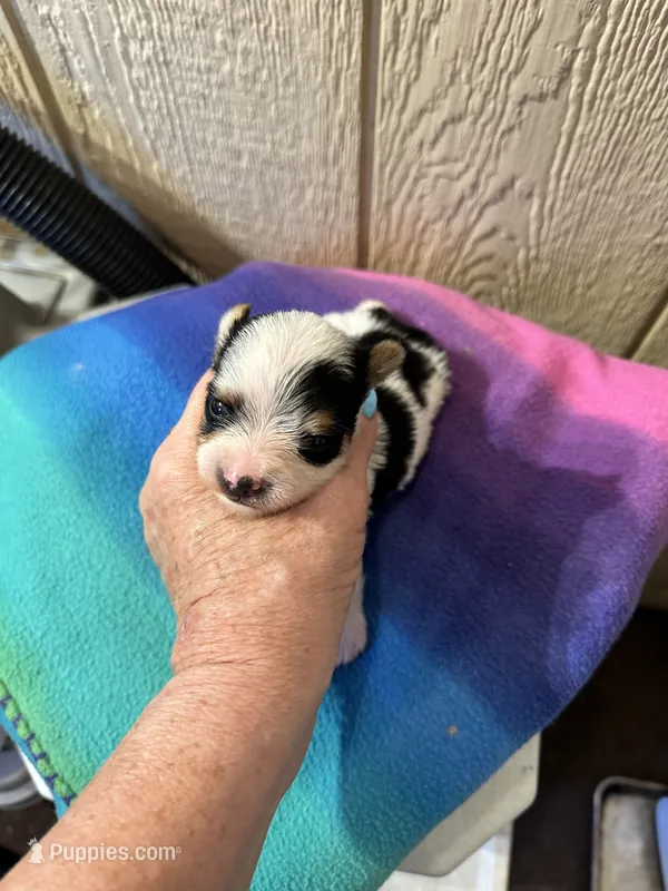 AKC Peppy – Yorkshire Terrier puppy for sale in North Judson, IN