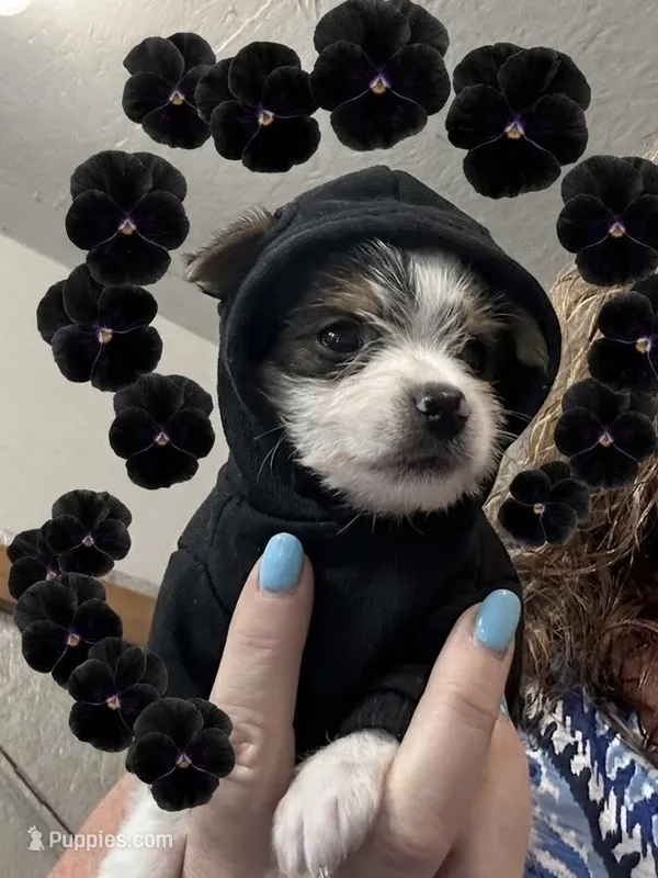 AKC Peppy – Yorkshire Terrier puppy for sale in North Judson, IN
